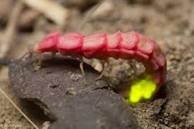 Attēlu rezultāti vaicājumam “Lampyridae”