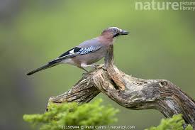 Attēlu rezultāti vaicājumam “Garrulus glandarius”