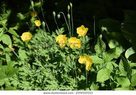 Image result for Meconopsis cambrica