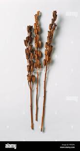 Attēlu rezultāti vaicājumam “Aconitum napellus bud”