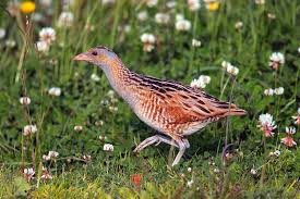 Image result for Crex crex