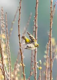 Attēlu rezultāti vaicājumam “Emberiza citrinella juvenile”