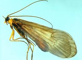 Attēlu rezultāti vaicājumam “Potamophylax”