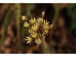 Attēlu rezultāti vaicājumam “Luzula luzuloides fruit”