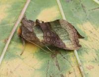 Attēlu rezultāti vaicājumam “Diachrysia tutti”