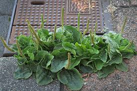 Attēlu rezultāti vaicājumam “Plantago major leaf”