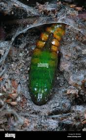 Attēlu rezultāti vaicājumam “Cucullia lucifuga larva”