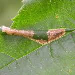Attēlu rezultāti vaicājumam “Phyllonorycter nicellii”