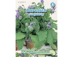 Image result for Borretsch