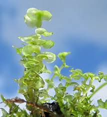 Attēlu rezultāti vaicājumam “Scapania irrigua”