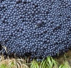 Attēlu rezultāti vaicājumam “Lindbladia tubulina spores”