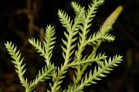 Attēlu rezultāti vaicājumam “Lycopodiaceae”