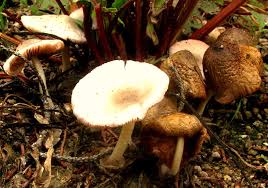 Attēlu rezultāti vaicājumam “Volvariella bombycina”