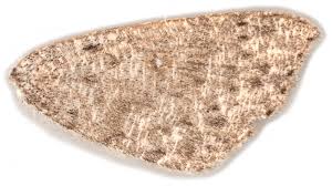 Attēlu rezultāti vaicājumam “Cyclophora pendularia”