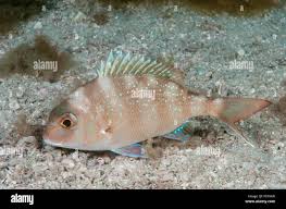 Image result for Pagrus auratus