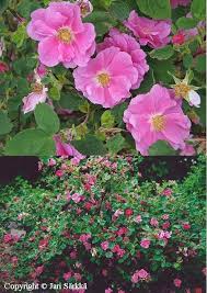 Attēlu rezultāti vaicājumam “Rosa majalis”