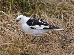 Attēlu rezultāti vaicājumam “Plectrophenax nivalis”