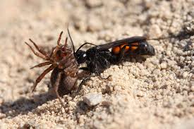 Attēlu rezultāti vaicājumam “Anoplius viaticus”