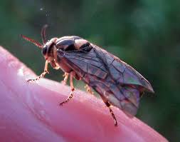 Attēlu rezultāti vaicājumam “Gilpinia”