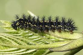 Attēlu rezultāti vaicājumam “Euphydryas maturna pupa”