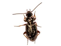Attēlu rezultāti vaicājumam “Bembidion quadrimaculatum”