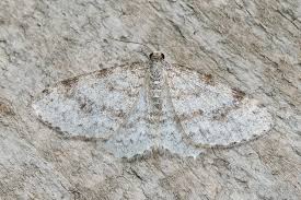 Attēlu rezultāti vaicājumam “Hydrelia sylvata”