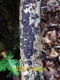 Attēlu rezultāti vaicājumam “Hypoxylon fuscum”