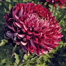 Image result for Chrysanthemum ptarmiciflorum