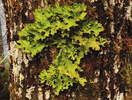 Attēlu rezultāti vaicājumam “Plectocarpon lichenum”