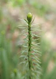 Attēlu rezultāti vaicājumam “Lycopodium annotinum”