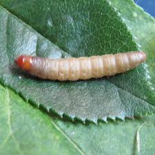 Attēlu rezultāti vaicājumam “Hepialus lupulinus”