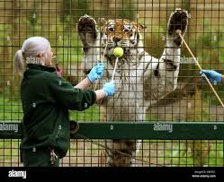 Image result for BERKSHIRE TIGERS THAI