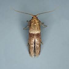 Attēlu rezultāti vaicājumam “Breidleria pratensis”