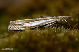 Attēlu rezultāti vaicājumam “Crambus”