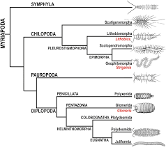 Attēlu rezultāti vaicājumam “Myriapoda”