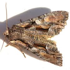 Attēlu rezultāti vaicājumam “Lacanobia contigua imago”