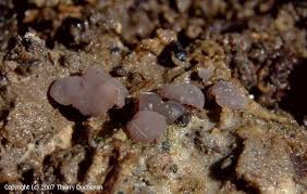 Attēlu rezultāti vaicājumam “Ombrophila violacea”