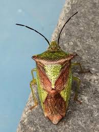 Attēlu rezultāti vaicājumam “Acanthosoma haemorrhoidale”