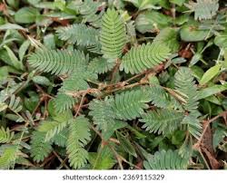 Image result for pohon semalu images