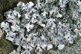 Attēlu rezultāti vaicājumam “Hypotrachyna sp.”