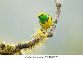 Image result for Poecile montana