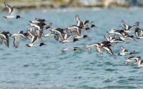 Attēlu rezultāti vaicājumam “Haematopus ostralegus”
