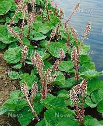 Attēlu rezultāti vaicājumam “Petasites hybridus”