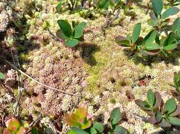 Attēlu rezultāti vaicājumam “Sphagnum angustifolium”