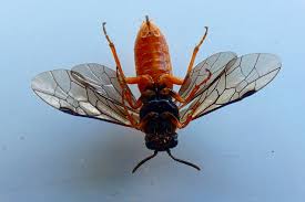 Attēlu rezultāti vaicājumam “Nematus ribesii”