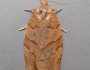 Attēlu rezultāti vaicājumam “Pandemis cinnamomeana female”