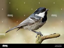 Attēlu rezultāti vaicājumam “Periparus ater”