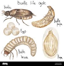 Attēlu rezultāti vaicājumam “Melolontha hippocastani imago”