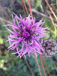 Attēlu rezultāti vaicājumam “Centaurea scabiosa bud”