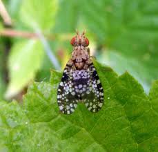Attēlu rezultāti vaicājumam “Trypetoptera punctulata”